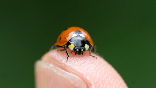 Foto immagine macro di coccinella sul dito