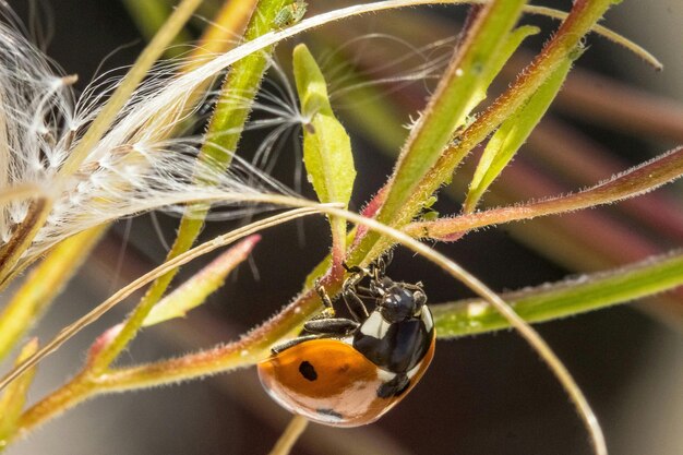 Photo macro shot of ladybug perching on stem