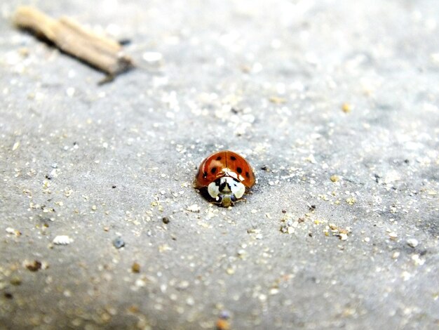 Photo macro shot of ladybug