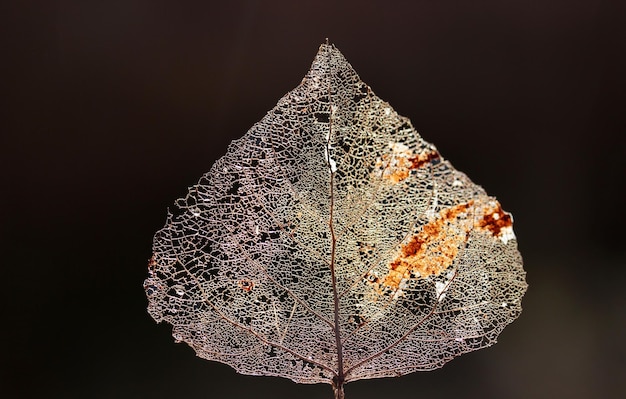 Macro shot of leaf vein skeleton Abstract texture background