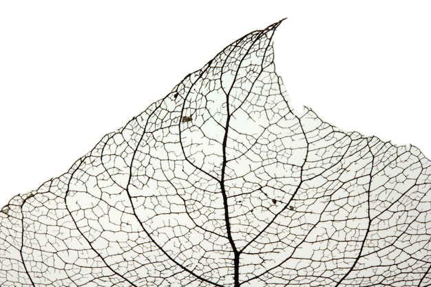 Macro shot of leaf vein skeleton Abstract texture background