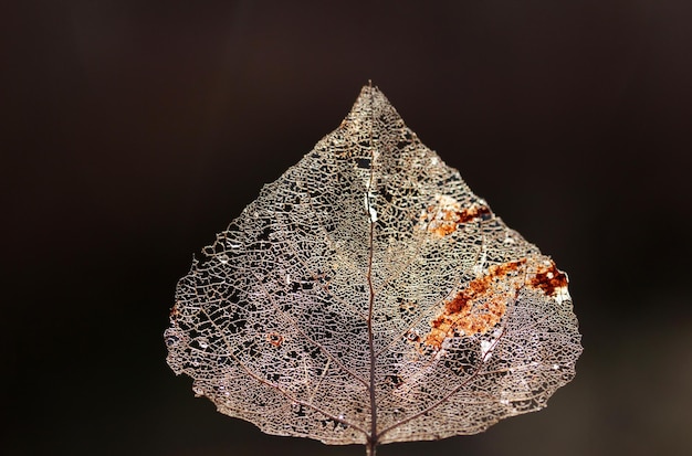 Macro shot of leaf vein skeleton Abstract texture background