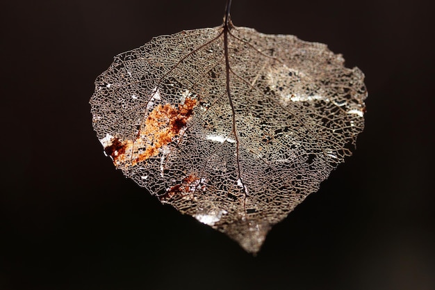 Macro shot of leaf vein skeleton Abstract texture background