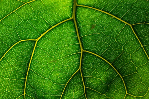 Macro shot of leaf