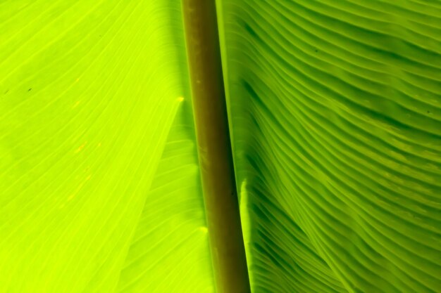 Macro shot of leaves