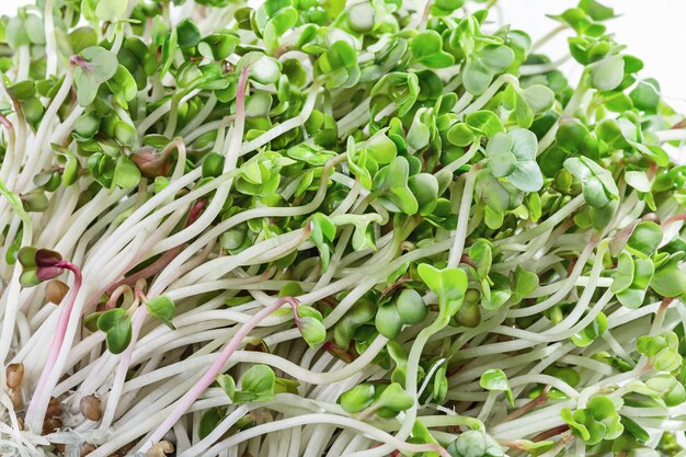 Macro shot of microgreen sprouts