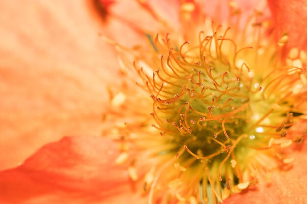 Macro shot of the middle part of a beautiful orange flower