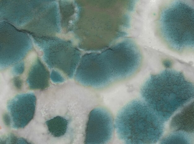 Photo macro shot of a mold culture on a white background