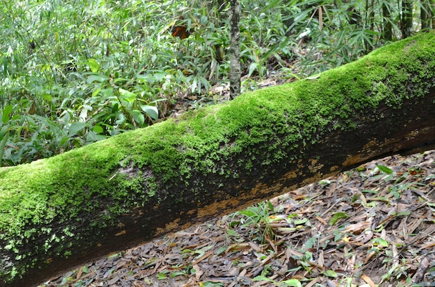 Photo macro shot at moss on a tree in tropical highland forest, thailand.