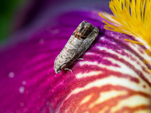 Macro shot of a moth sitting on the petal of an iris flower