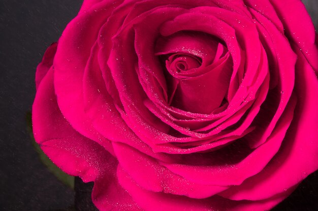 Macro shot o frose flower petal with water droplets, abstract floral backgrounds.