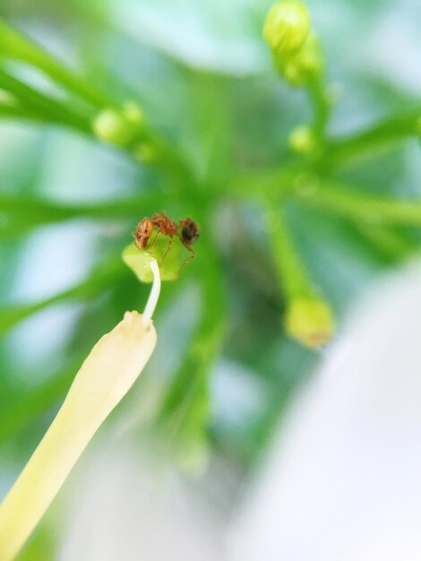 写真 植物に座っているアリのマクロショット