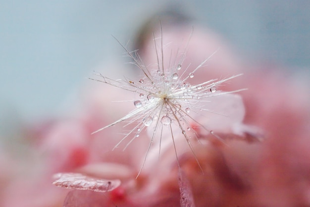 写真 水の滴をタンポポのマクロ撮影