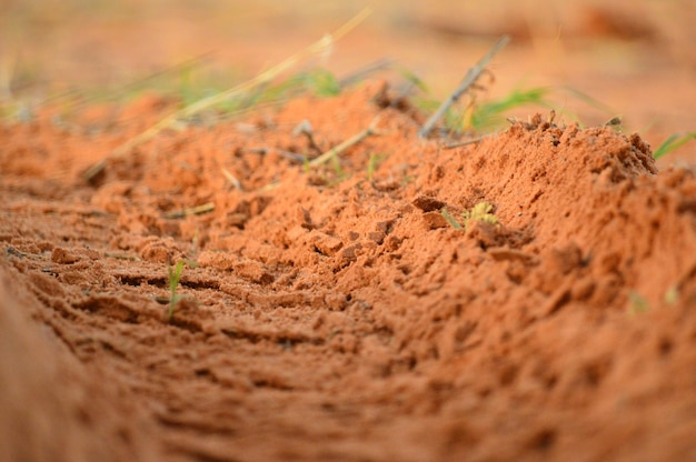 写真 野原での昆虫のマクロショット