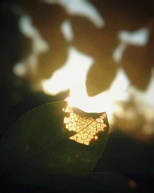사진 빛에 맞춰 식물 잎의 매크로