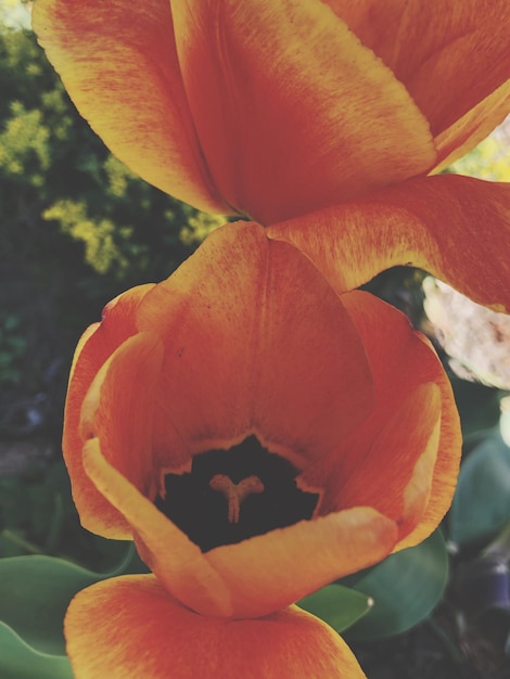 写真 赤いバラの花のマクロショット