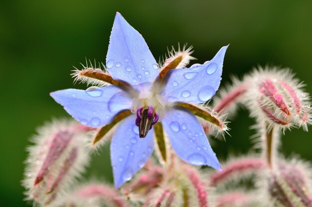 写真 ピンクの花に水滴のマクロショット