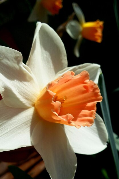 写真 白いナルシスの花のマクロショット