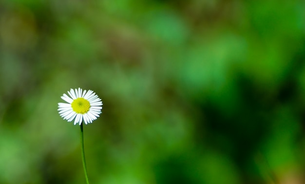 Macro Shot of White Daisy