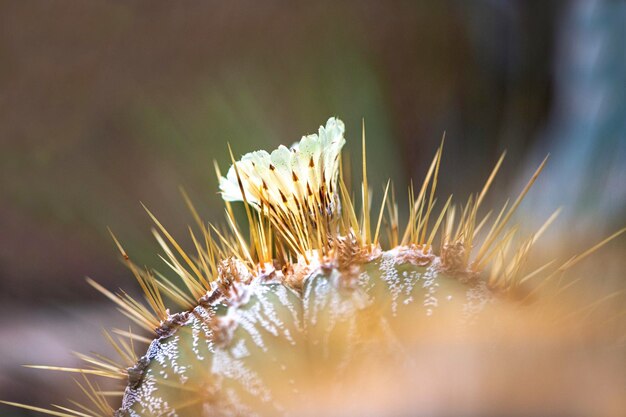 写真 白いオオカミの花のマクロショット