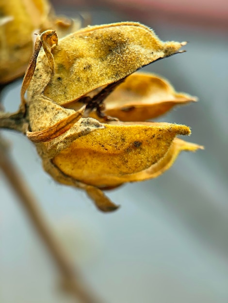 macro shot of an open Hibiscus seed pod on a bush branch