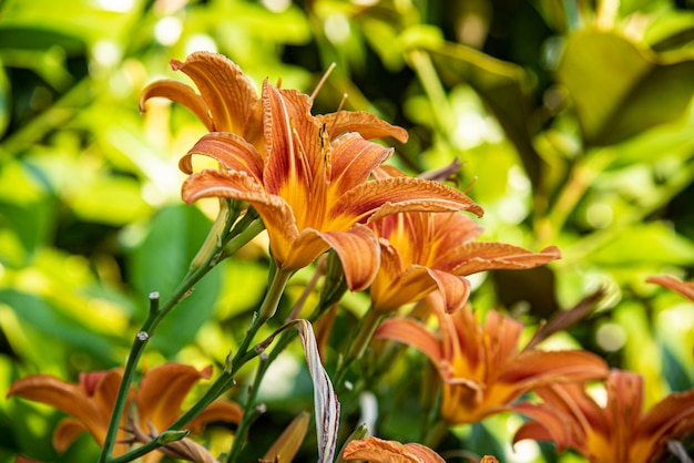 Ripresa macro di un dettaglio del fiore d'arancio all'ora del tramonto