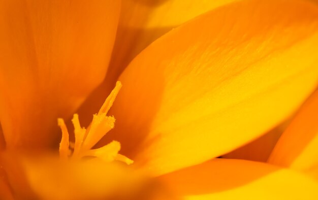 Macro shot of orange flower petal