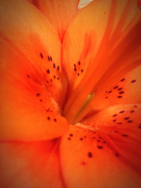 Macro shot of orange flower