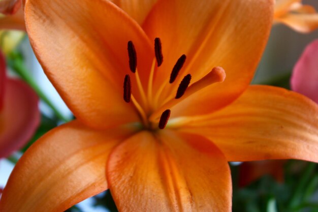 Macro shot of orange flower