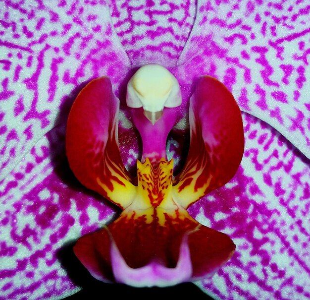 Photo macro shot of orchid blooming outdoors