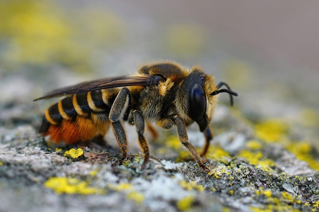 Macro shot of a patchwork leaf-cutter bee (Megachile centuncularis)