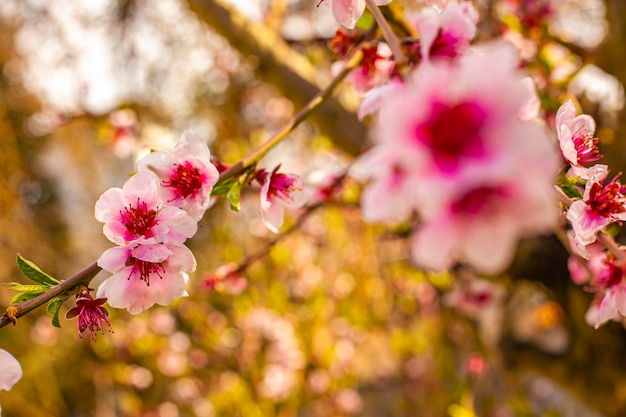 Colpo a macroistruzione di fiori di pesco in primavera colpo di messa a fuoco selettiva di fiori di pesco in primavera