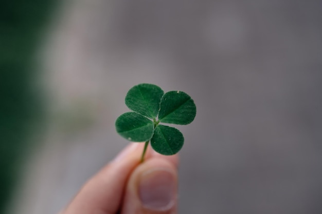 Macro shot a person holding a four-leaf clover outdoors, during daylight