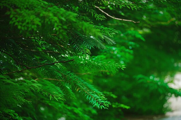 macro shot of pine branch with water drops