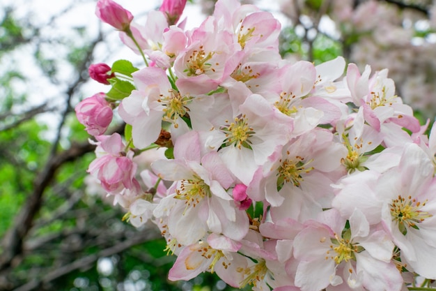 Colpo a macroistruzione dei fiori rosa della mela