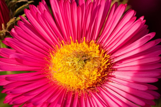 Macro shot of a pink aster flower growing in a garden