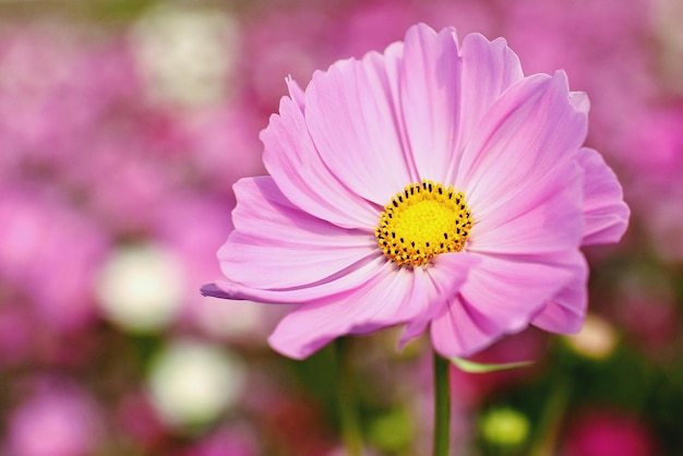 Photo macro shot of pink daisy flower