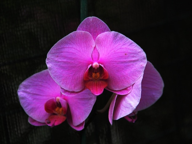 Macro shot of pink flower blooming outdoors