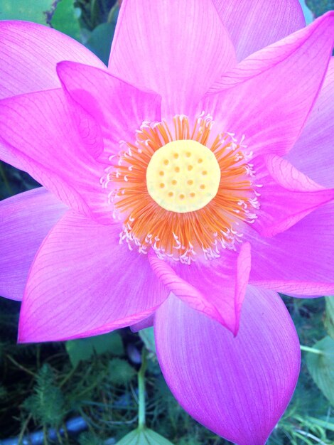 Macro shot of pink flower blooming outdoors