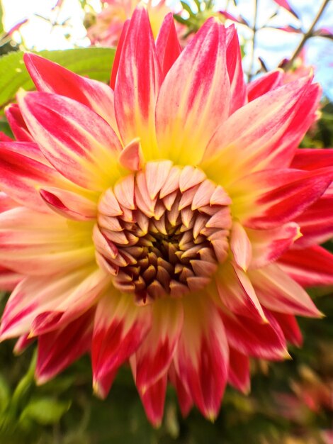 Macro shot of pink flower