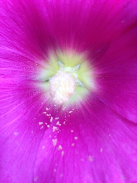 Photo macro shot of pink flower