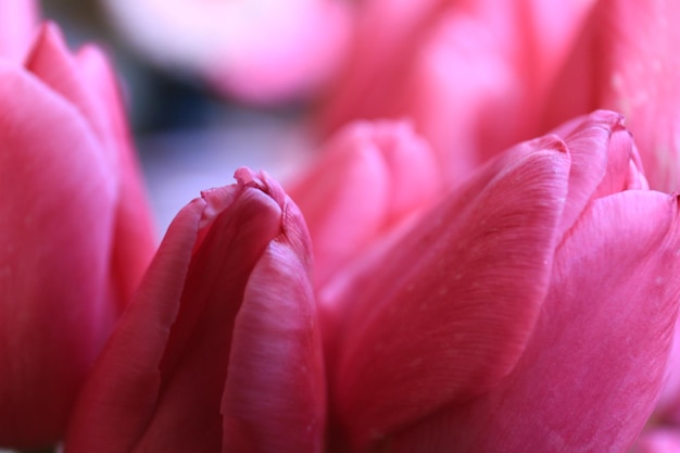 Foto scatto macro di fiore rosa