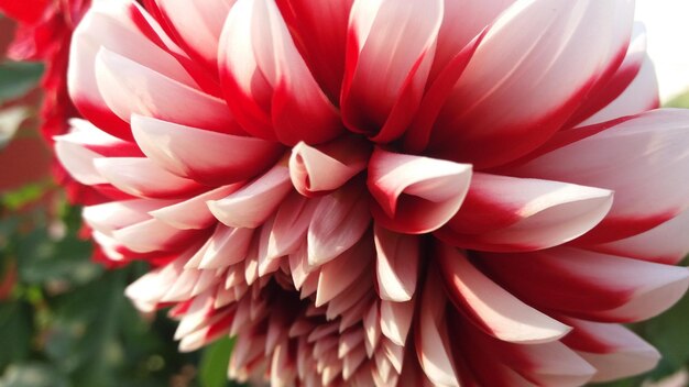 Photo macro shot of pink flower