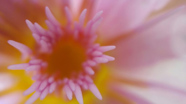 Photo macro shot of pink flower