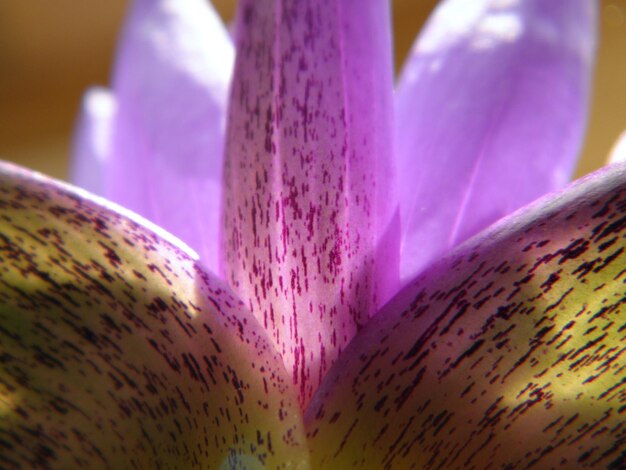 Macro shot of pink flower