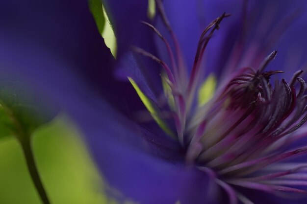 Macro shot of pink flower