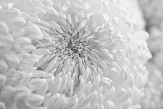 Macro shot of pink flower