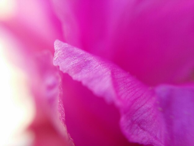 Photo macro shot of pink flower