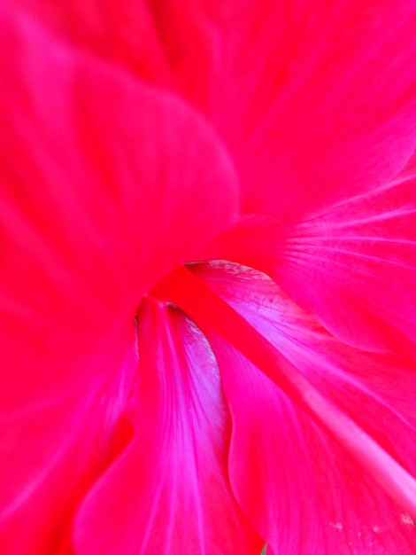 Foto scatto macro di fiore rosa