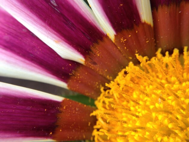 Macro shot of pink flower